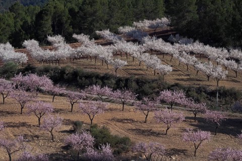 Landscape with flowering almond plantation