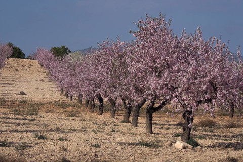 Field with row of flowering almond trees