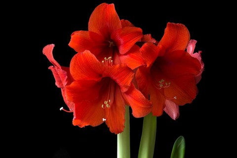 Amaryllis flowers