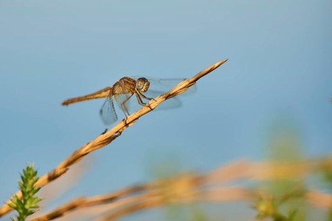 Red-veined darter