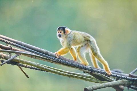 Common squirrel monkey