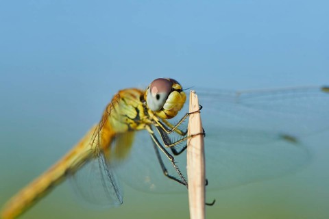 Red-veined darter