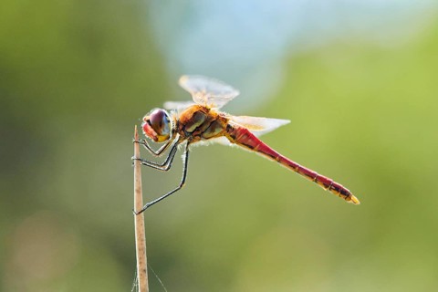 Red-veined darter