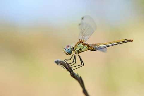 Red-veined darter