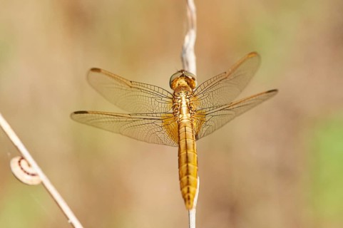Red-veined darter