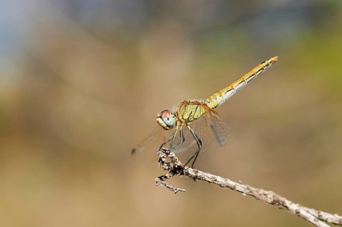 Red-veined darter