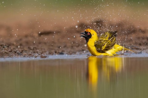 Southern masked weaver