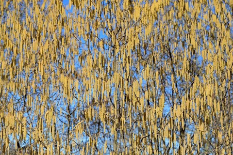 Common hazel