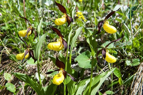 Yellow lady's slipper orchid
