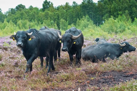 Water buffalo
