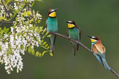Bee-eater