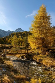 Autumn larches