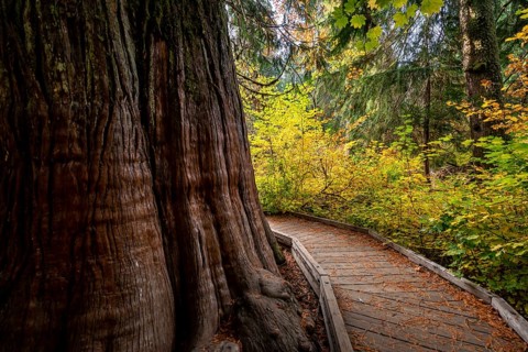 Wooden path around a thick western red cedar