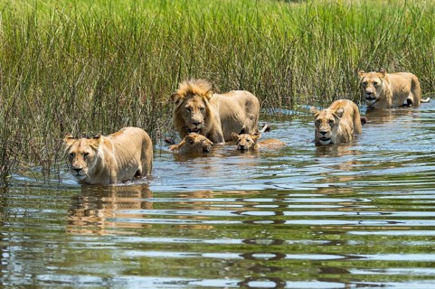 Lion