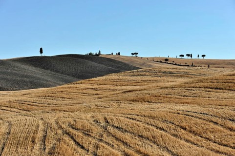 Harvested wheat field
