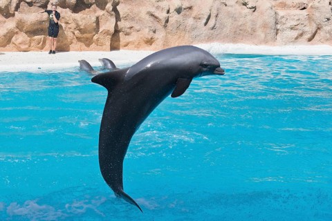 Bottlenose dolphin