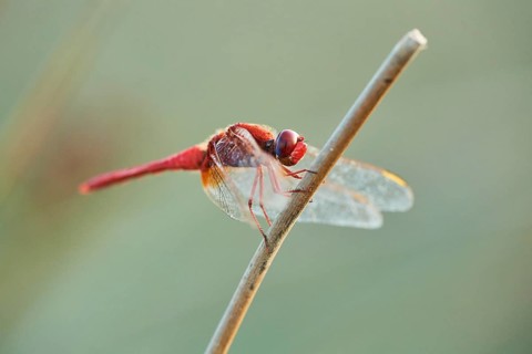 Red-veined darter