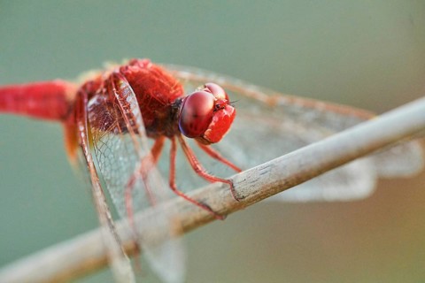 Red-veined darter
