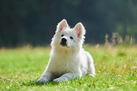 White Swiss Shepherd Dog