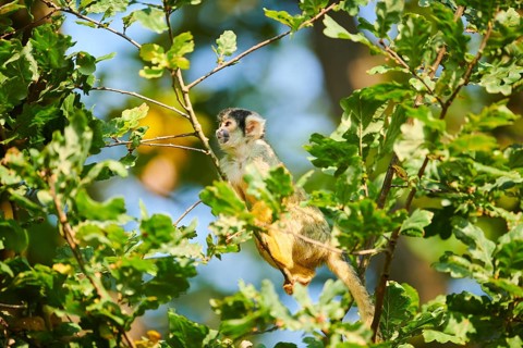Common squirrel monkey