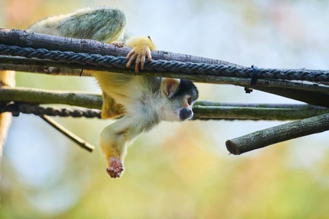 Common squirrel monkey