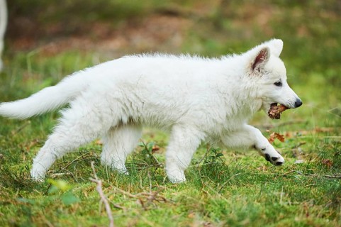 White Swiss Shepherd Dog
