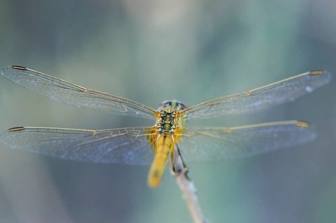 Red-veined darter
