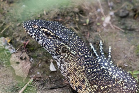 Nile monitor