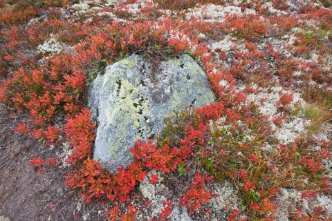 Bog bilberry