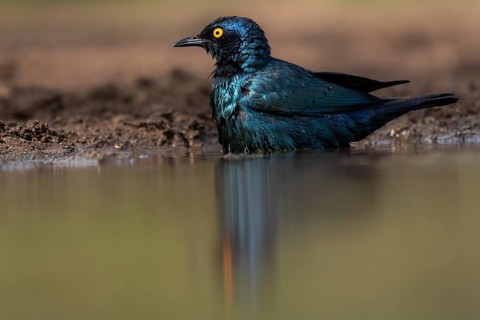 Cape starling