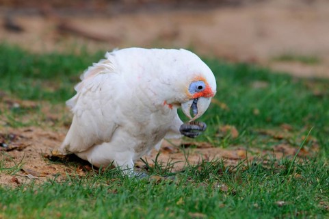 Long-billed corella
