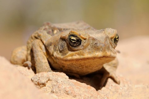 Cane toad