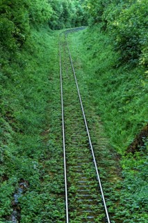 Single-track overgrown railway line