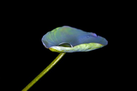 A leaf of the Indian lotus