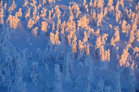 Snow covered trees at sunrise