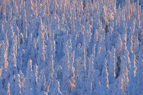 Snow covered trees at sunrise