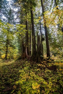 Autumn forest with western red cedar