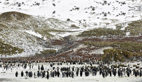 A colony of penguins in Antarctica