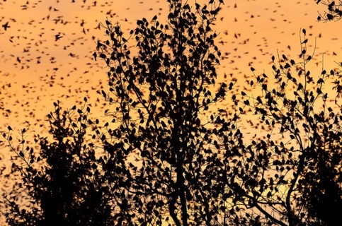 Brambling