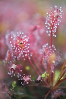 Oblong-leaved sundew