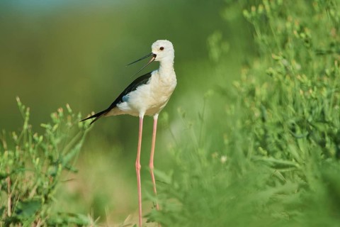 Black-winged stilt