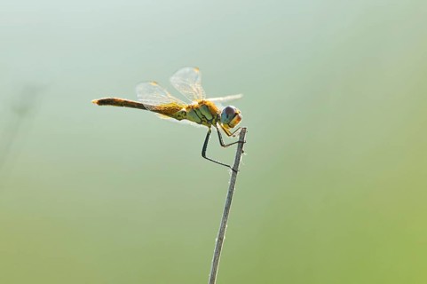 Red-veined darter
