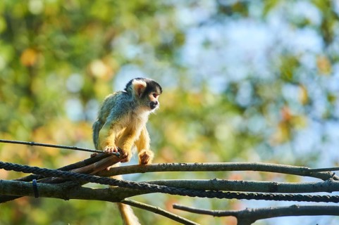 Common squirrel monkey