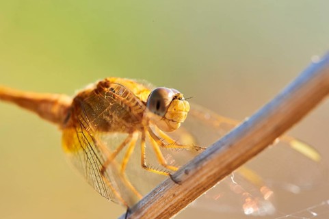 Red-veined darter