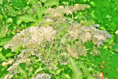 Elder