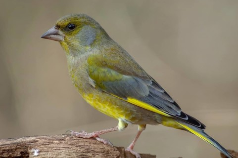 Greenfinch