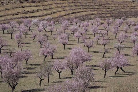 Blooming almond orchard on mountain slope