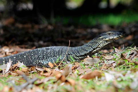 Gould's monitor lizard
