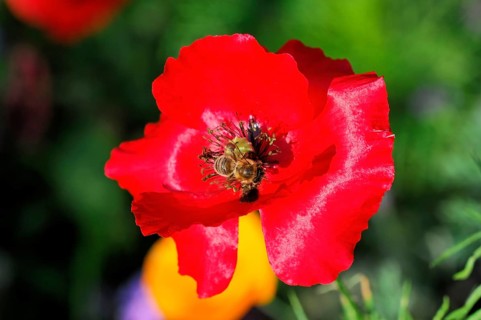 Pink or salmon-coloured flower of corn poppy hybrids