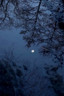 Trees and moon reflected in the water